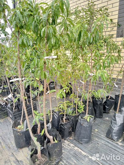 Персики саженцы в наличии информация в тексте