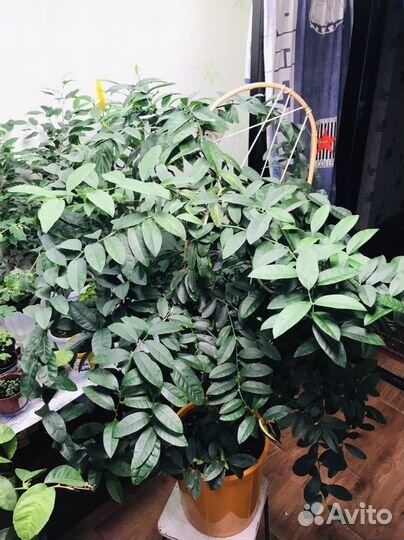 Цитрус (oriana calamondin), (lara lemon)