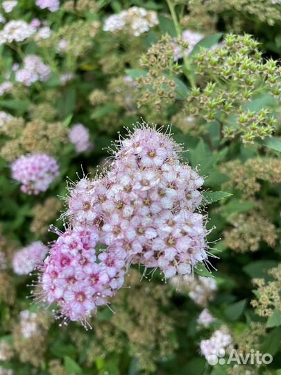 Спирея японская