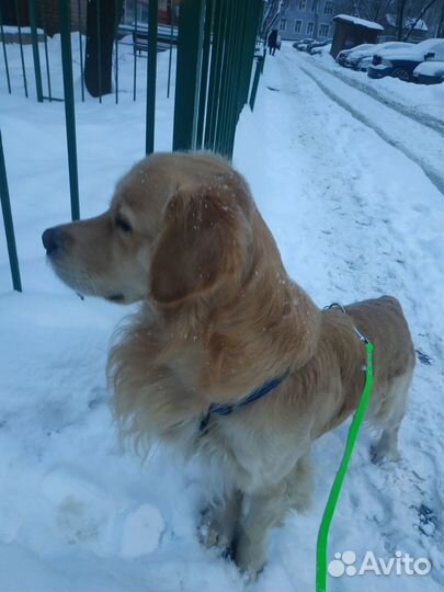 Передержка кошек/собак/грызунов