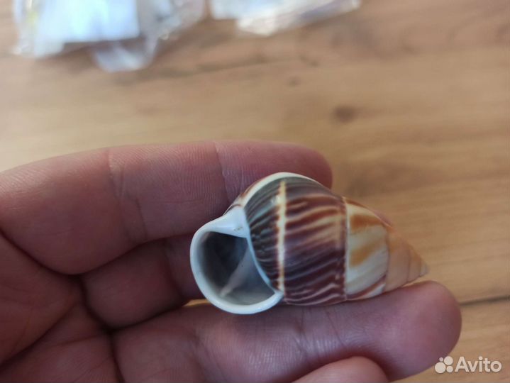 Морская раковина