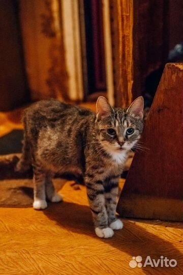 Котик в добрые руки