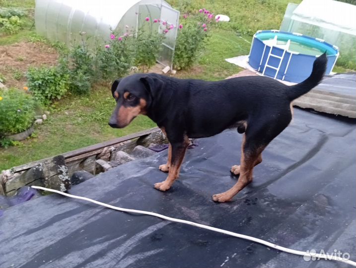 Собака в добрые руки