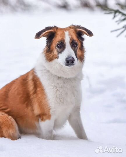 Взрослая добрая собака ищет дом