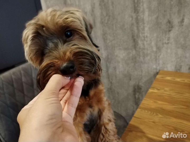 Лакомства для собак