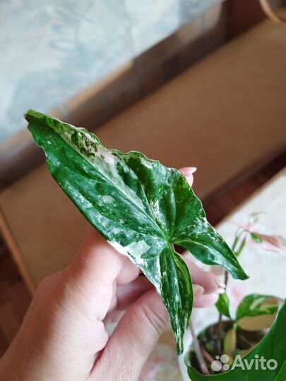 Сингониумы