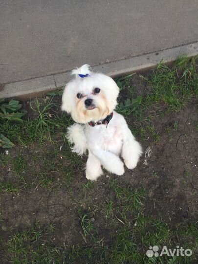 Мальтезе приглашает на вязку