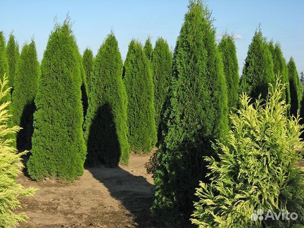 Туи на живую изгородь