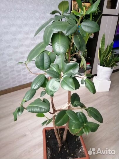 Фикус бенджамина, фикус