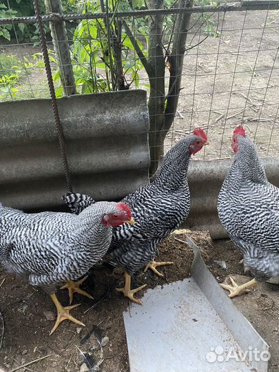 Куры и петушки