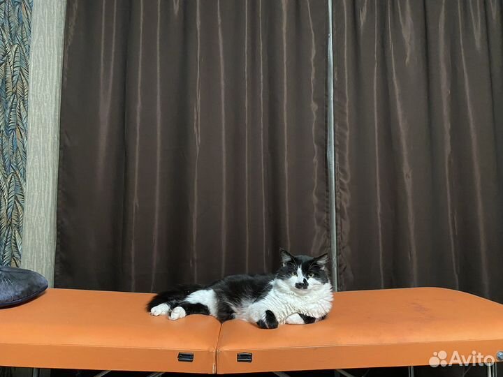 Кошка в дар