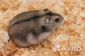 Джунгарский хомяк опт и розница
