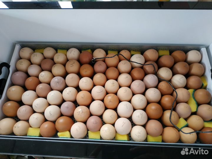 Инкубационное яйцо породных кур
