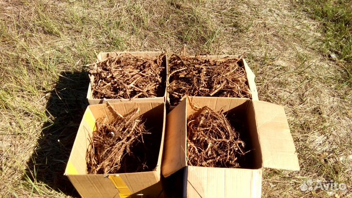 Корни и саженцы Кипрея / Иван-чая