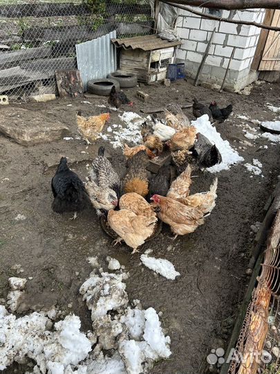 Куры несушки домашние