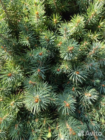 Сеянцы ели колючей