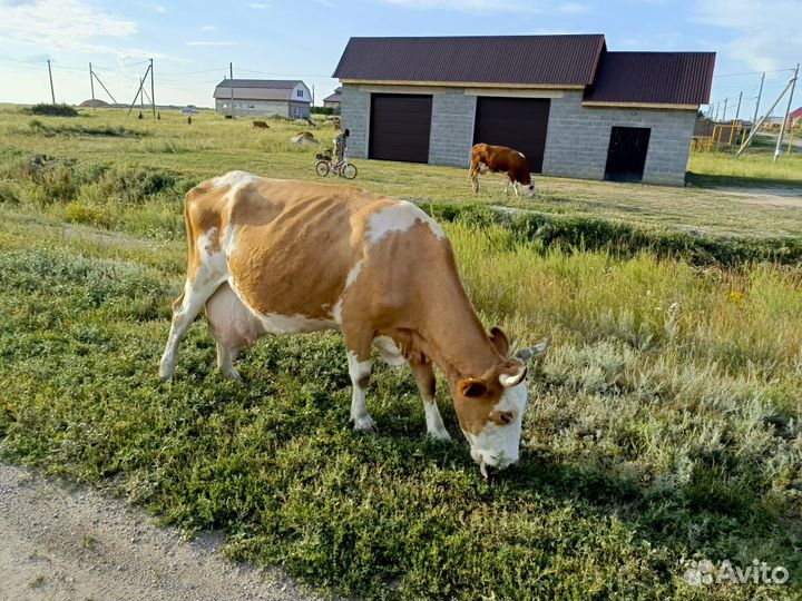 Продам корову дойную