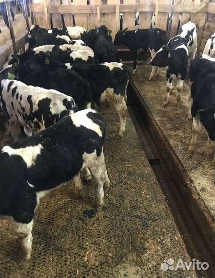 Телята бычки