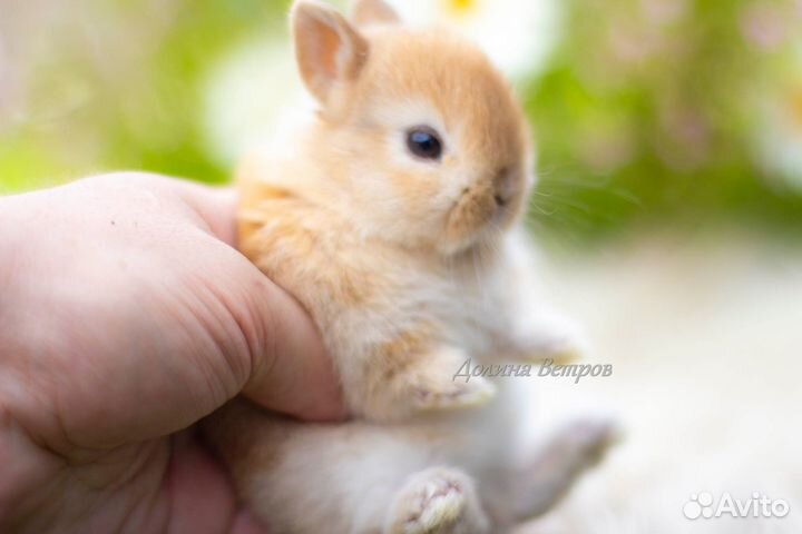 Кролик минор, девочка, желтого окраса