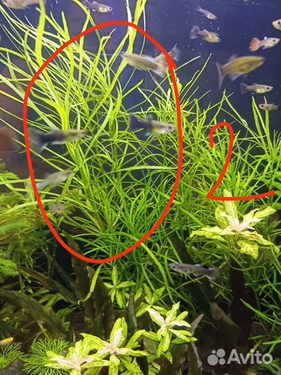 Аквариумные растения прополка