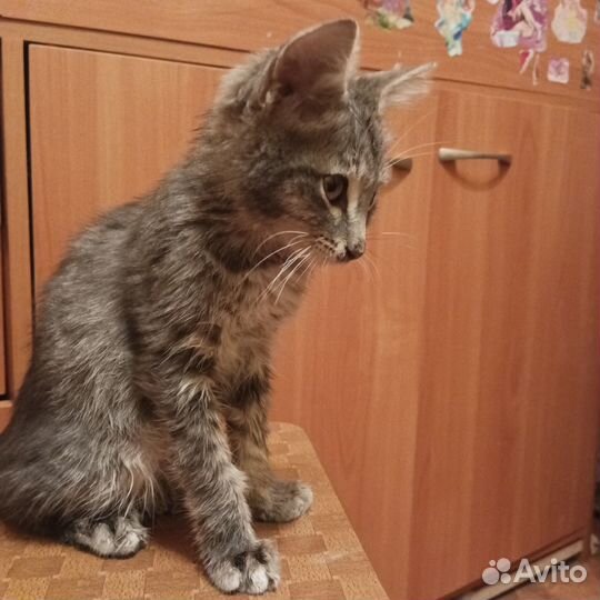 Отдам котят в хорошие руки