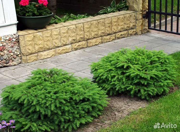 Ель нидиформис