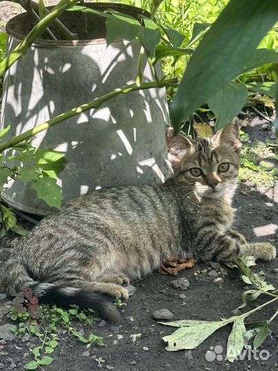 Кошечка в добрые руки