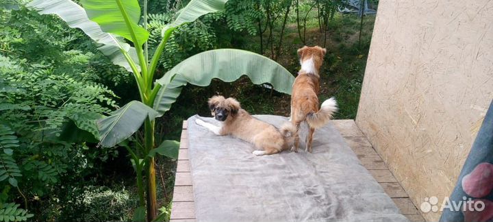 Отдам собак; щенков