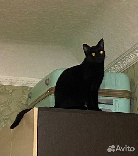 Черная кошка отдам в добрые руки