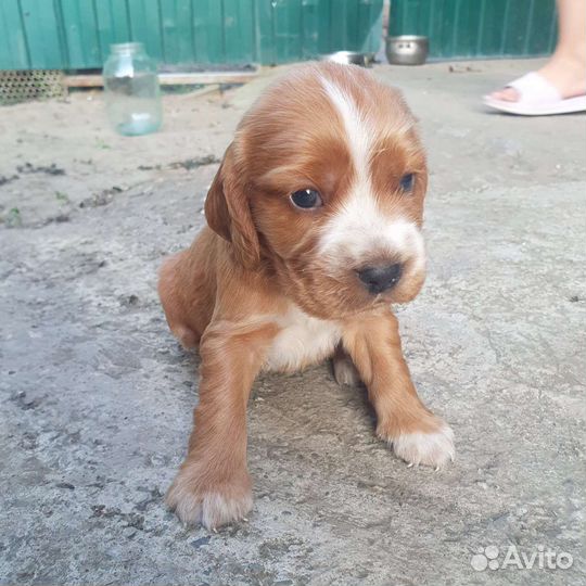 Щенки кокер спаниеля