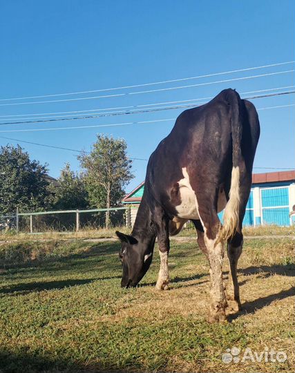 Тёлка нетель