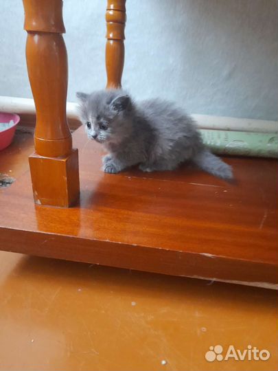 Кошка в дар бесплатно