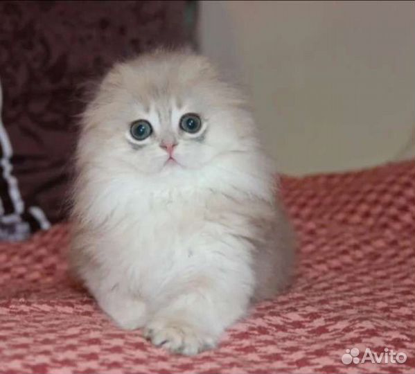 Шотландские котята