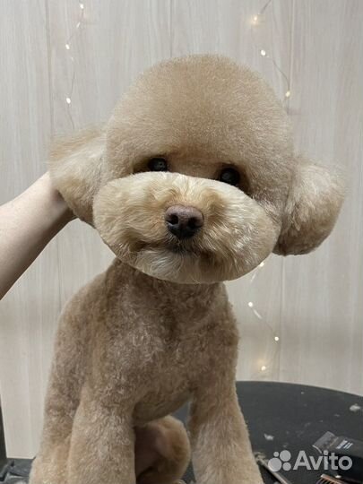 Стрижка собак