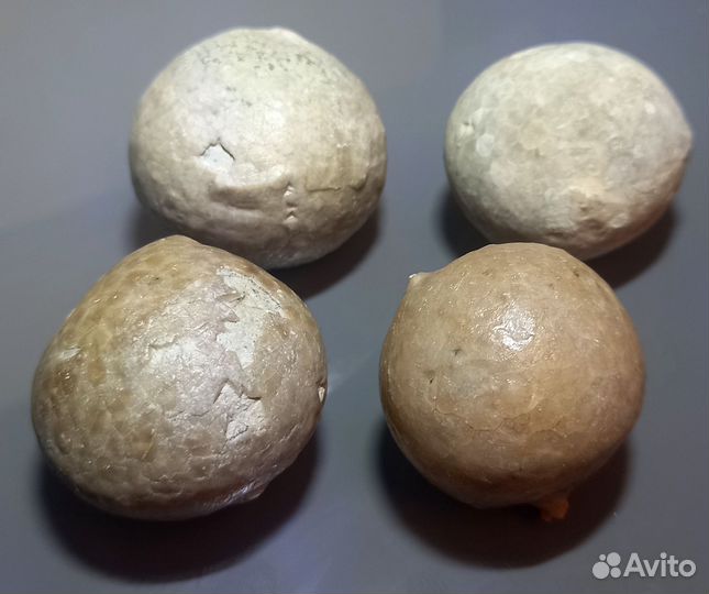 Цистоидея (Морской пузырь)