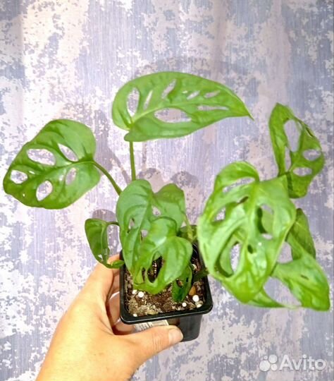 Монстера monkey mask