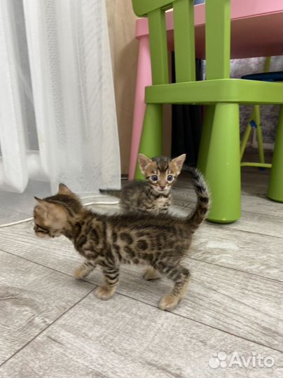 Бенгальские котята