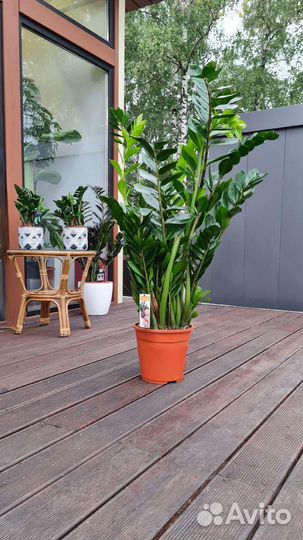 Замиокулькас