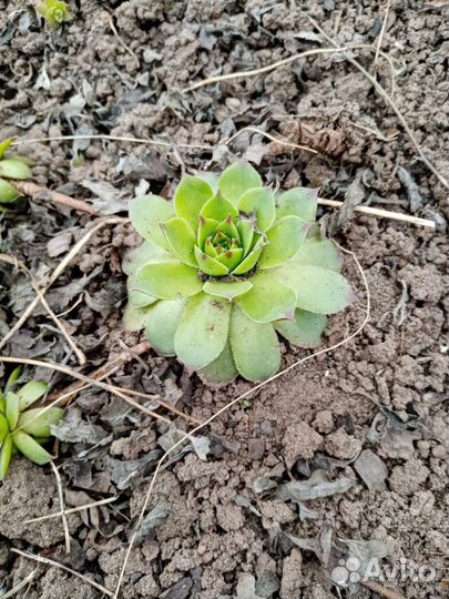 Садовый цветок молодило