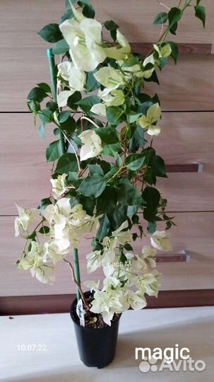 Бугенвиллии,граптофиллум