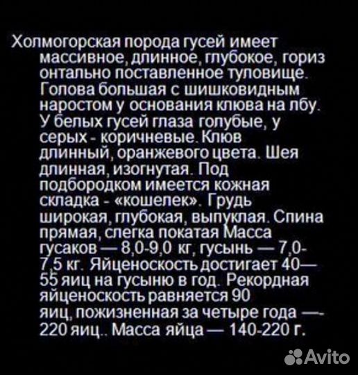 Гуси Холмогоры