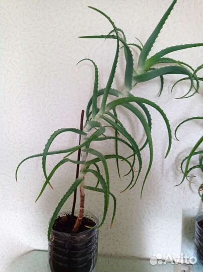 Алоэ столетник