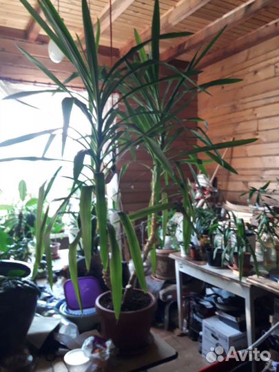 Пальма Юкка