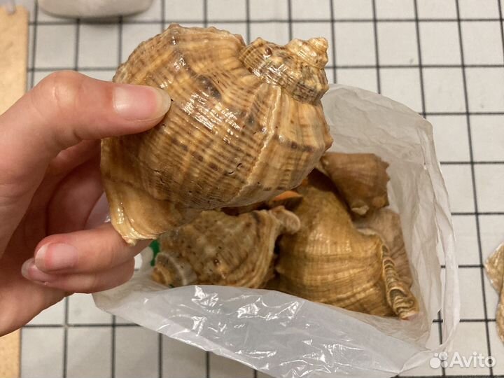 Пакет ракушек