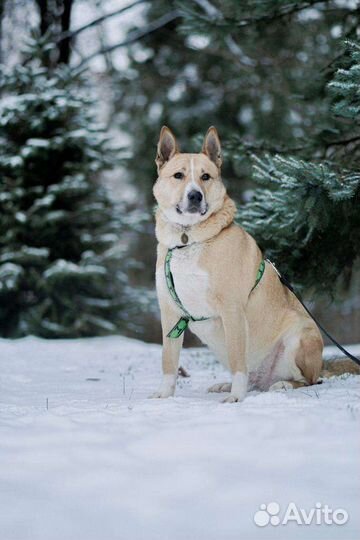 Собака Рик в дар бесплатно
