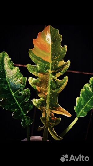 Филодендрон ринг оф файер