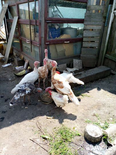 Индюки подрощенные