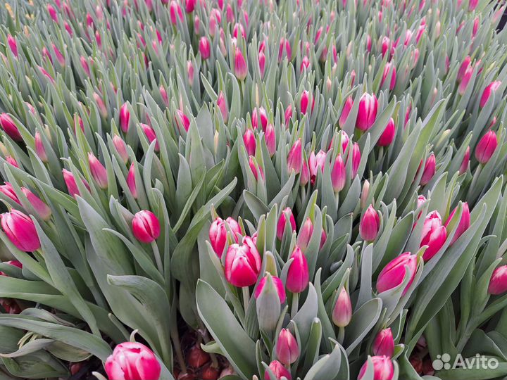 Тюльпаны высокие