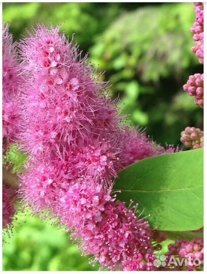 Саженцы ежевики и желтой малины