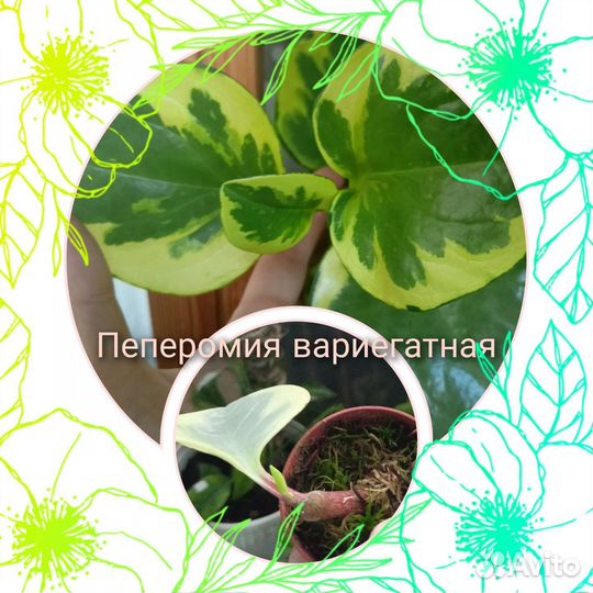 Комнатные растения цветы